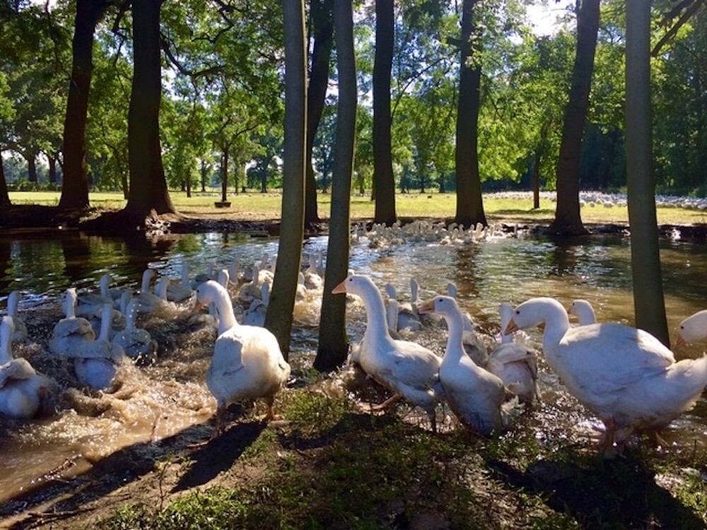 Top Restaurants zum Gänseessen in Köln | Mr. Köln | Foto: Sielsdorfer Gänsehof
