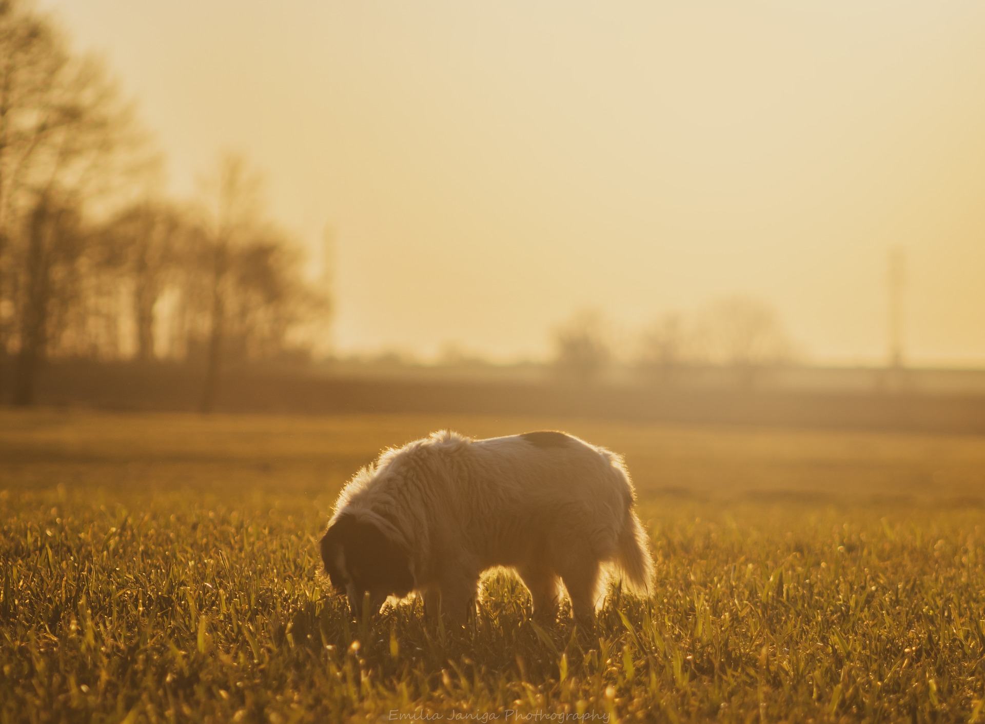 Beethovenpark | Top Hundeparks in Köln | Mr. Köln | Foto: Pixabay Beethovenpark | Top Hundeparks in Köln | Mr. Köln | Foto: Pixabay