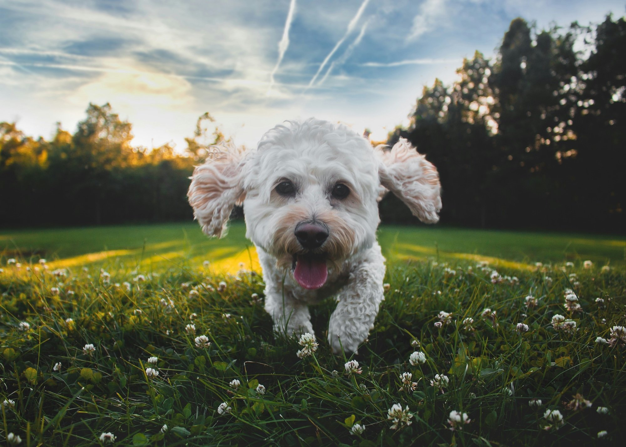 Top Hundeparks in Köln | Mr. Köln | Foto: Pixabay