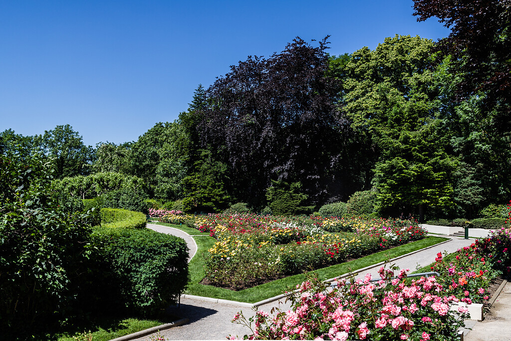 Top Parks in Köln | Rosengarten | Mr. Köln | Foto: Sebastian Löder