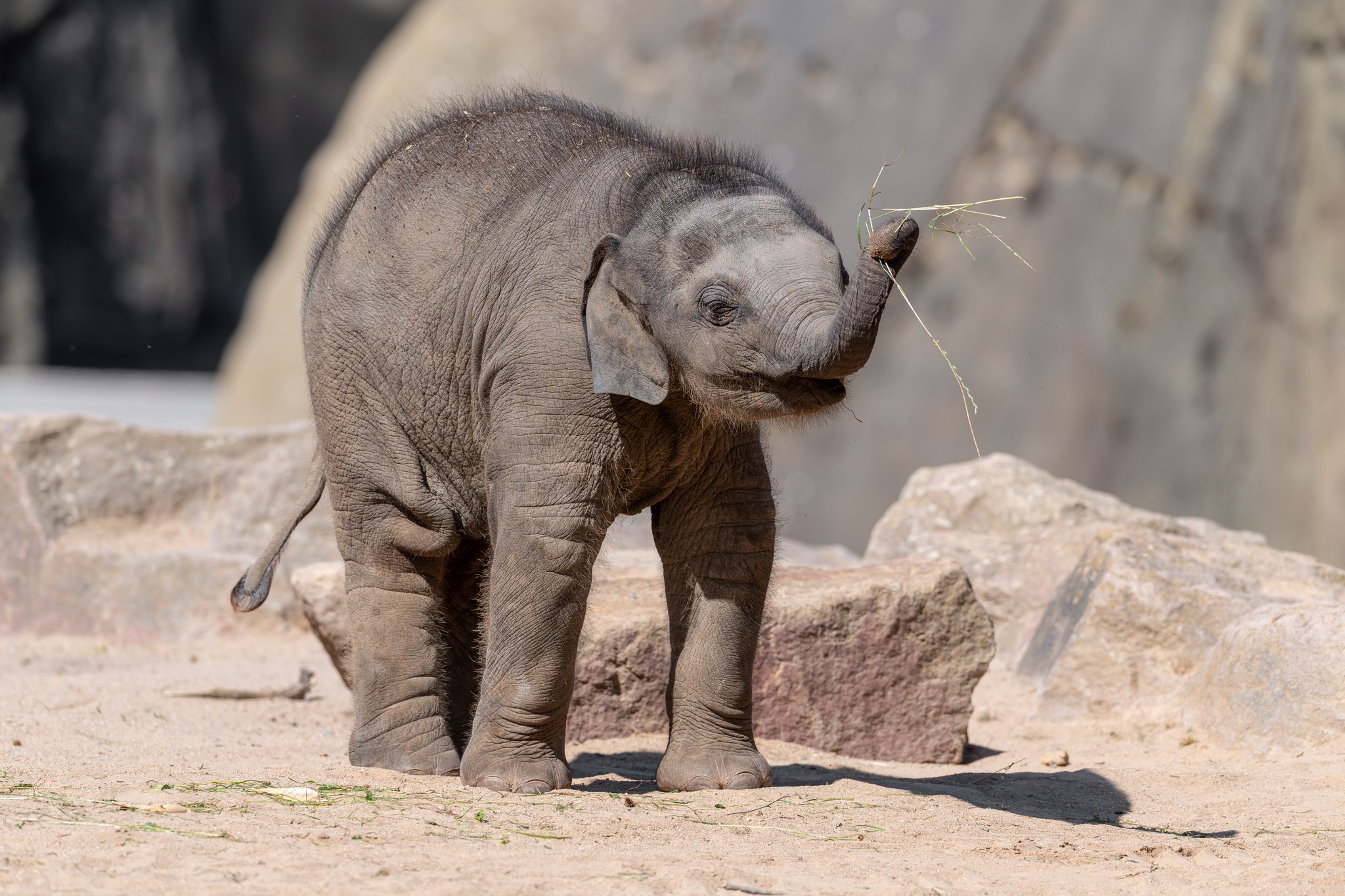 Top Sehenswürdigkeiten in Köln | Kölner Zoo | Mr. Köln | Foto: Kölner Zoo Top Sehenswürdigkeiten in Köln | Kölner Zoo | Mr. Köln | Foto: Kölner Zoo