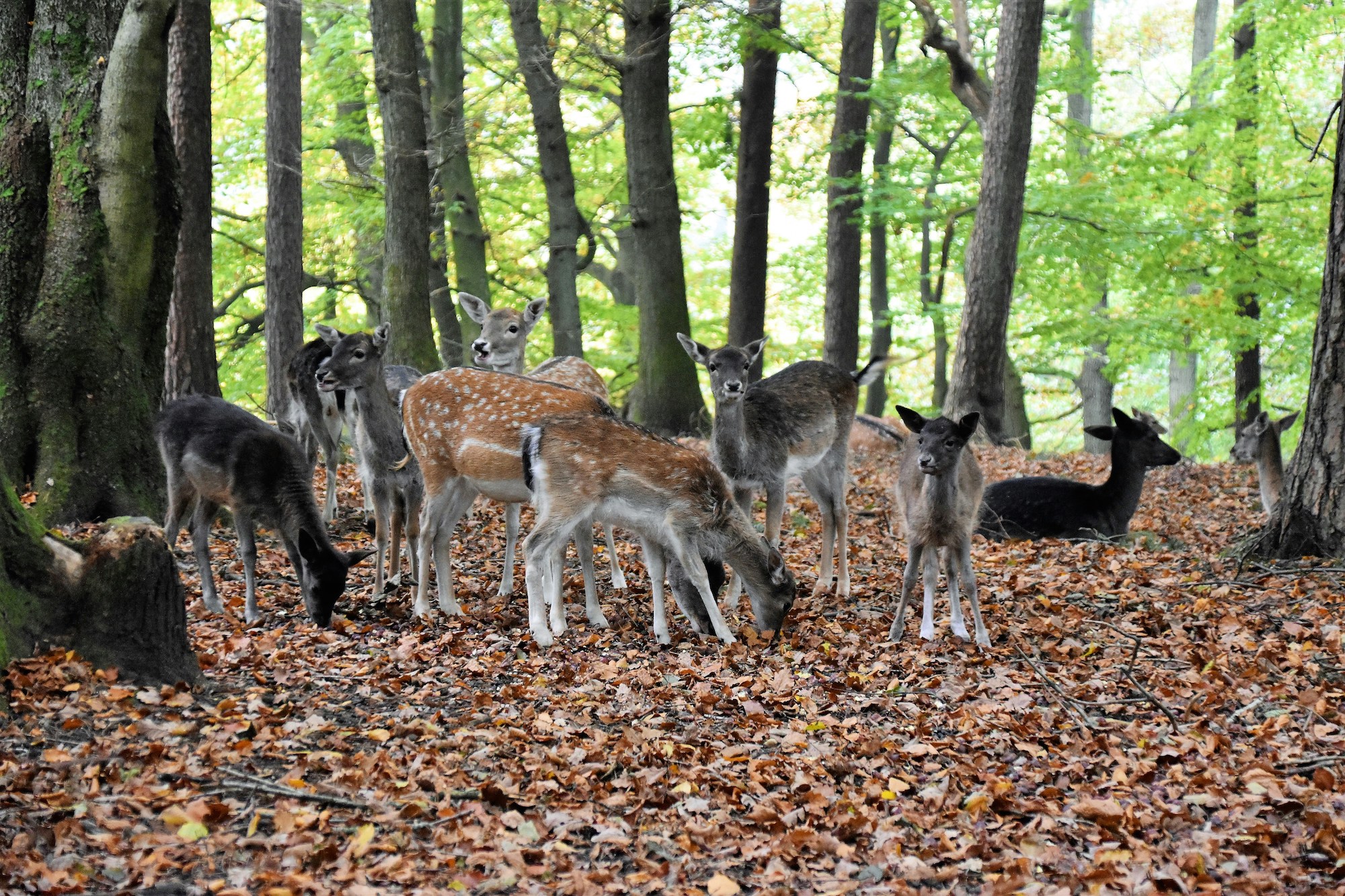 Wildpark Dünnwald und Höhenfelder See | Top Spaziergänge in Köln | Mr. Köln | Foto: Unsplash Wildpark Dünnwald und Höhenfelder See | Top Spaziergänge in Köln | Mr. Köln | Foto: Unsplash