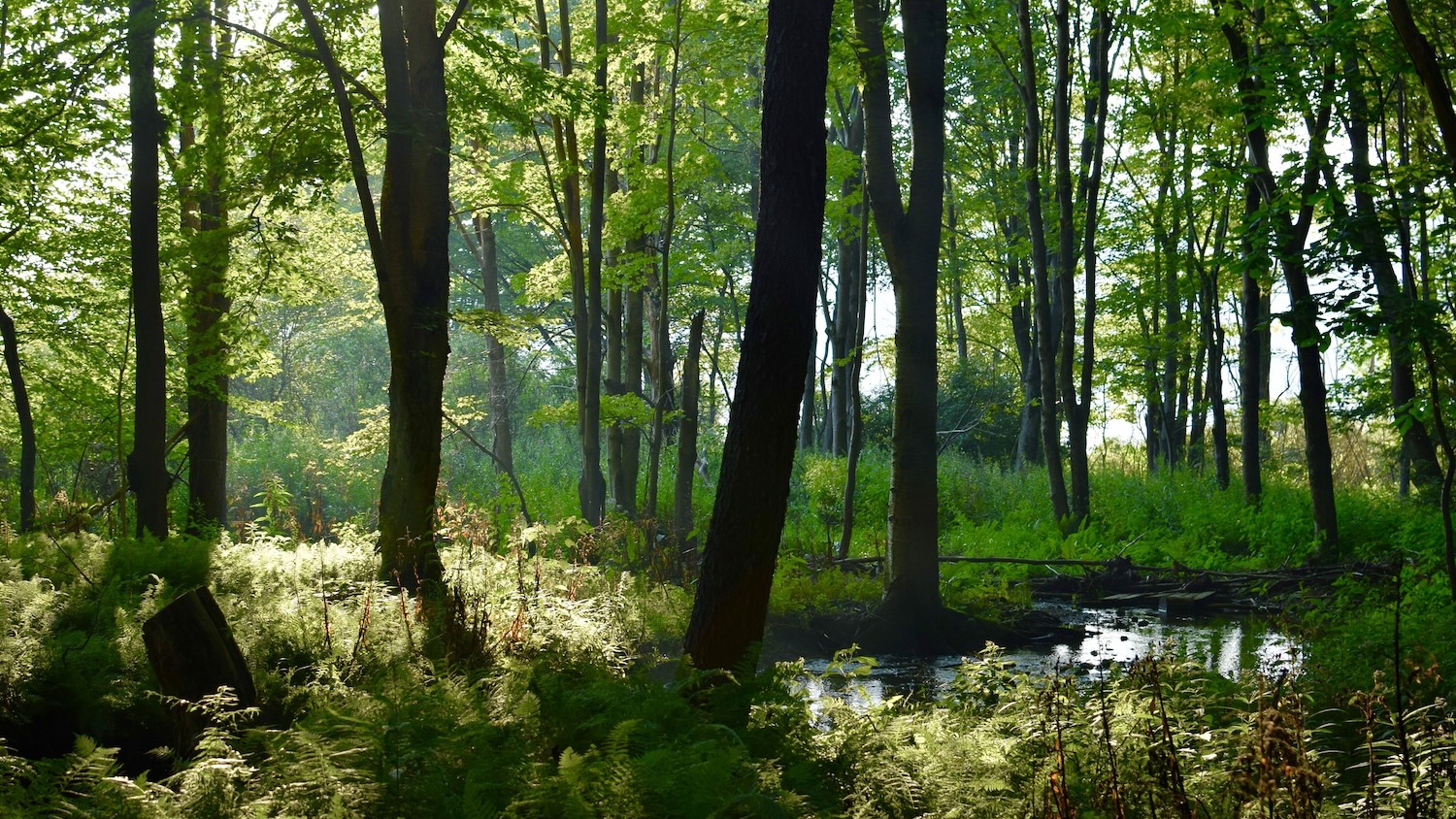 Top Wanderstrecken in und rund um Köln | Mr. Köln | Foto: Unsplash